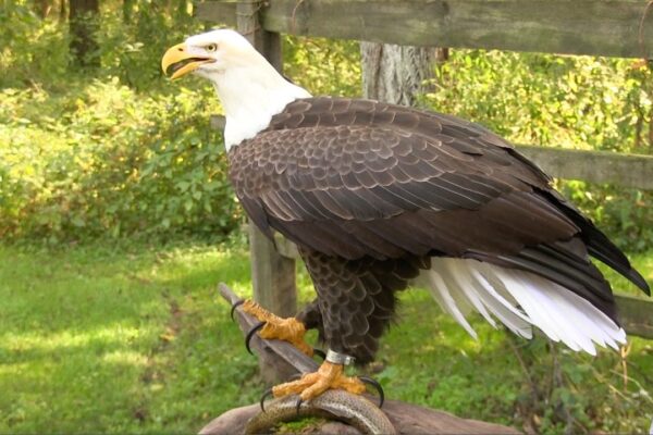 A Good Name for an Eagle-Chicken Hybrid